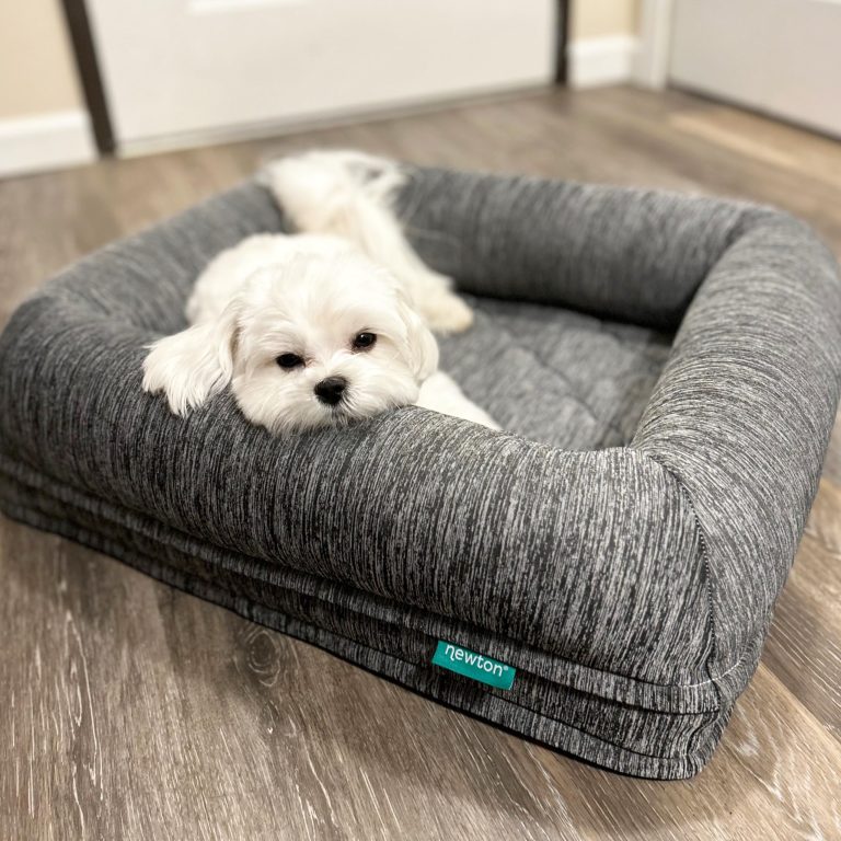 The Warmest Dog Bed [2026]
